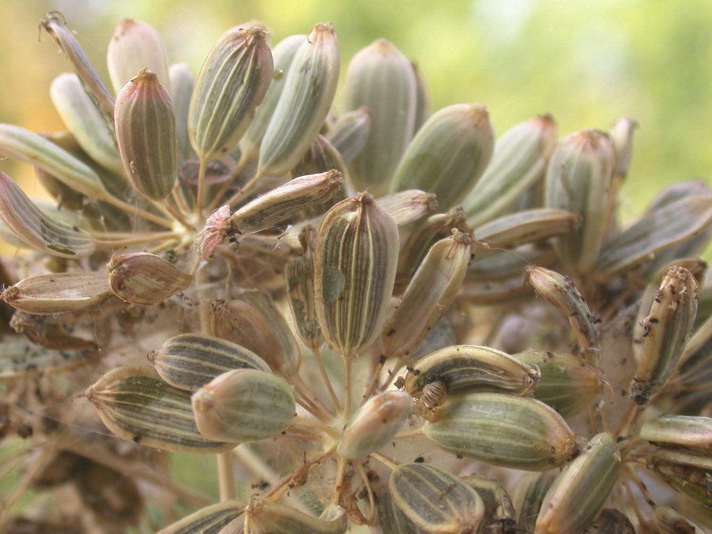 Bruco di Depressaria heraclei (Lep., Depressariidae)